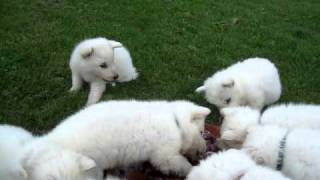 Zwitserse Herder puppies eten kippenlevertjes amp kippenhartjes [upl. by Yelwah]