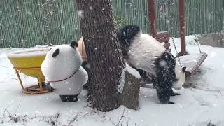 【Bamboo Panda❤️】Bamboo got new homie 🐼  Chinese Short Animation  熊猫班卜funny panda パンダ cartoon [upl. by Nylodnew451]