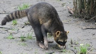 Krabbenetende wasberen amp boshondjes  Crabeating raccoons amp bushdogs  ZooParc Overloon [upl. by Ocir]