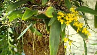 Oncidium cornigerum en florAVI [upl. by Anrat]