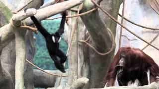 Gibbon and orangutan meet hang at Brookfield Zoo [upl. by Dnomyar]