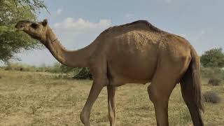 A dangerous camel is watching someonecameldangerous forest tharviralvideo youtubevideo [upl. by Nerral]