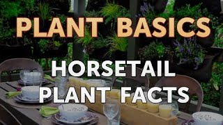 Horsetail Plant Facts [upl. by Jew]