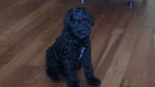 Black Australian Labradoodle Puppy [upl. by Cristionna]