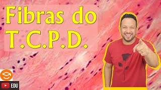 Fibras do Tecido Conjuntivo Propriamente Dito  Fibras do TCPD  Histologia Animal [upl. by Weir]