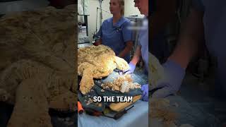 Removing barnacles stuck on a turtle 😮🐢  🎥 turtlehospital [upl. by Alysa]