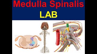 Medulla Spinalis [upl. by Eed996]