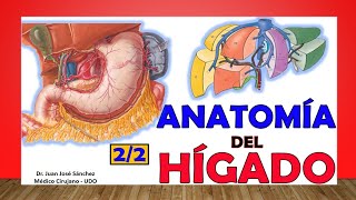 🥇 Anatomía del HÍGADO 22 Fácil y Sencillo [upl. by Diella]