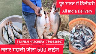 500 Line Pungesious Segregated All India Delivery fish fishfarming fishseed fishcatching seed [upl. by Lyle]