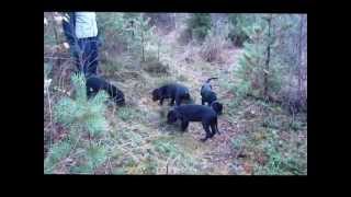 Kennel Casalini Cane Corso puppies 10 weeks old [upl. by Kenway]