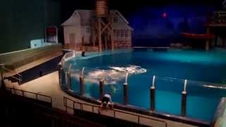 Indianapolis Zoo  Dolphin Show [upl. by Alaik646]