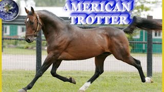 TOP Beautiful American Standardbred Horse in the World [upl. by Camden]