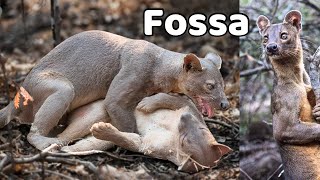 Amazing wild animal “FOSSA” you should see fossa animals wildlife facts [upl. by Sotnas617]