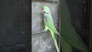 Funny Parrot parrotsinging fantasticparrot talkingparrot funny [upl. by Attiuqaj451]