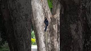 Oriental Pied Hornbill Nest at Pasir Ris Park Singapore [upl. by Lesig]