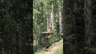 4050 Yard Deer Shot Behind a Log TotalArcheryChallenge  Colorado 2024 [upl. by Yecart]