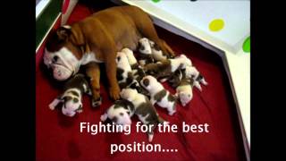 12 English Bulldog Puppies 2 weeks old Englische Bulldog Welpen [upl. by Thom]