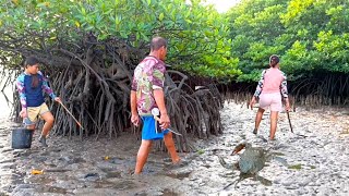 AMAZING CATCH MUD CRABS LOW TIDE [upl. by Dlaniger387]