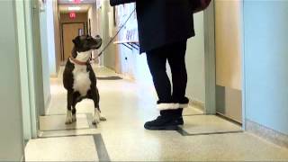 Canine ACL Sit Test [upl. by Trici]