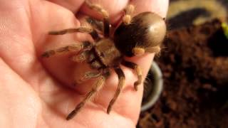 Brachypelma smithi Info And Feeding [upl. by Enilegna]