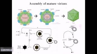 Assembly of phage Phi X174 [upl. by Ardnama959]