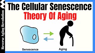 The Cellular Senescence Theory Of Aging  Dr Darren Baker Presentation Clips [upl. by Nelleus]