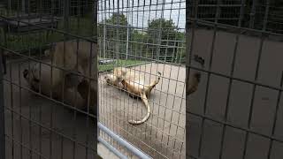 Why do Lions Play with their FEET funny animals [upl. by Ahsiet]