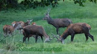 Česká příroda v říji [upl. by Gothurd]