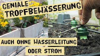 Automatische Gartenbewässerung ohne Frischwasseranschluss und Strom  Wasser sparen im Gemüsegarten [upl. by Llednov]