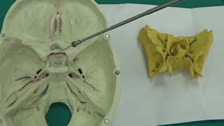 Os sphenoidale 1 Neurocranium Laboratuvar videoları ıAnatomi İnsan Anatomisi TUS DUS SBF [upl. by Llerol]