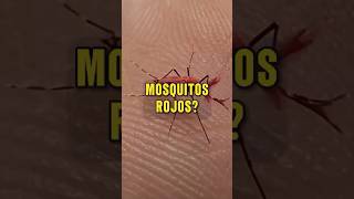 ¿Qué son estos MOSQUITOS ROJOS 🦟🩸🧬 [upl. by Ahsenik]