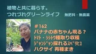 162 バナナの赤ちゃん現る？ ﾄﾏﾄ・ｼｼﾄｳ種取り収穫 ｼﾞｬﾝｼﾞｬﾝ採れるｽﾍﾞﾘﾋﾕ ハクサイ再種まき [upl. by Luy]