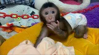 Adorable Baby Monkey Dino want daddy to feed him [upl. by Rivkah]