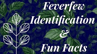 Feverfew identification amp fun facts [upl. by Rochemont]