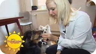 Ist veganes Hundefutter gesund  SAT1 Frühstücksfernsehen [upl. by Siraf]