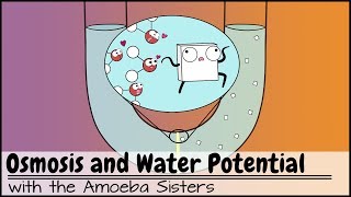 Osmosis and Water Potential Updated [upl. by Rome]