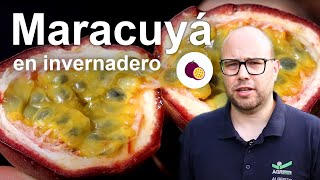 Cultivo de Maracuyá en España  Nutrición vegetal y recomendaciones [upl. by Nata840]