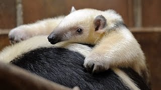 Baby Anteaters in Tokyo [upl. by Knick]