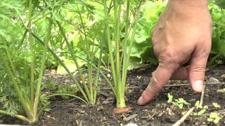 The Garden Minute When to Harvest Carrots [upl. by Rosati776]