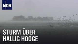 Land unter auf Hallig Hooge  die nordstory  NDR Doku [upl. by Seth628]