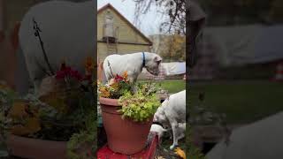 Dogo argentino puppies Lithuania puppy dogoargentinopuppies dogoargentinadogs [upl. by Melliw]