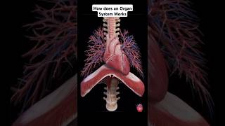 How Does an Organ System Works ❤️ gk education gkquiz shorts viral trending [upl. by Jimmie]