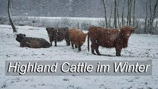 Kühlenberg bei Jettingen  Winterspaziergang zu den Highland Cattle Rindern [upl. by Milzie]