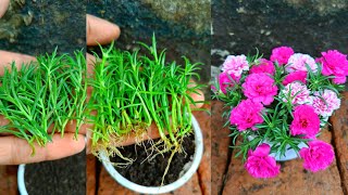 How to grow portulaca from small cuttings viralvideo [upl. by Enyamrahs]