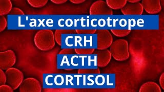 lAxe corticotrope CRHACTHCortisol [upl. by Liana]