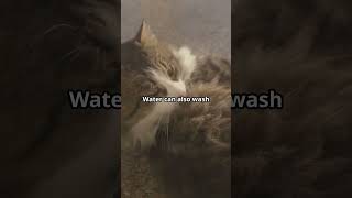 Why Do Cats Hate Water A Scientific Look at This Common Behavior [upl. by Nomis375]