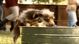 Bud Light Beer Chasing Dog Commercial [upl. by Springer]