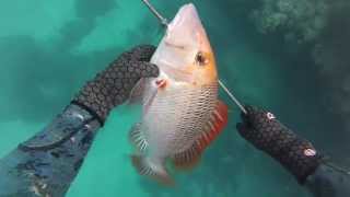 Onebreath Spearfishing Whitsundays [upl. by Persson733]