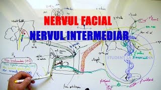 Nervul FACIAL È™i Nervul INTERMEDIAR Wrisberg [upl. by Wende42]