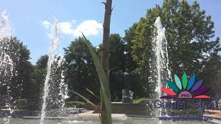 How Agave Americana bloom look like  once in 50 years in Haskovo city [upl. by Emlen]